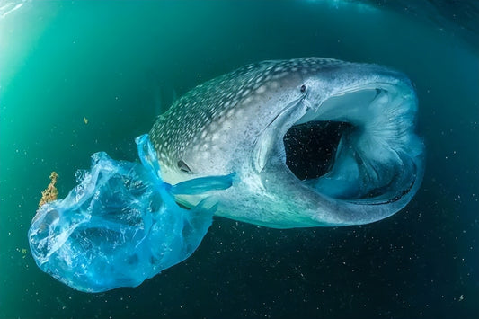 Green Bull Environmental Technology: Innovation and Responsibility in Safeguarding Animal Ecosystems