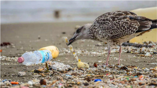 Harmony in Nature: Safeguarding Wildlife with the Grace of Paper Straws