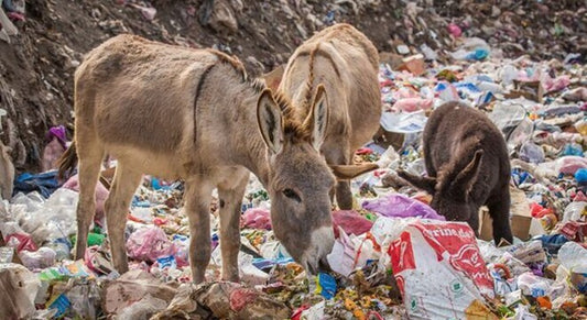 Tiny Straws, Big Love: Paper Straws Crafting a Green Fairy Tale for Wildlife